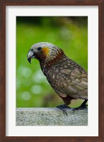 Framed New Zealand, Stewart Island, Halfmoon Bay Kaka bird