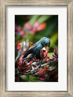 Framed Tui bird, New Zealand