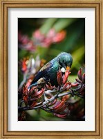 Framed Tui bird, New Zealand