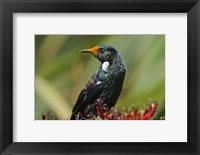 Framed New Zealand, Stewart Island, Halfmoon Bay, Tui bird