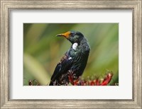 Framed New Zealand, Stewart Island, Halfmoon Bay, Tui bird