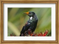 Framed New Zealand, Stewart Island, Halfmoon Bay, Tui bird