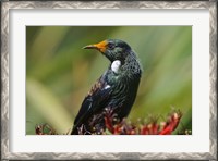 Framed New Zealand, Stewart Island, Halfmoon Bay, Tui bird