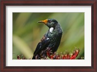 Framed New Zealand, Stewart Island, Halfmoon Bay, Tui bird