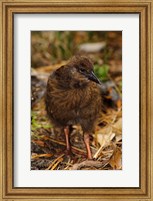 Framed New Zealand, Stewart Island, Ulva Island, Weka bird