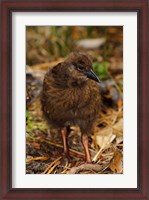 Framed New Zealand, Stewart Island, Ulva Island, Weka bird