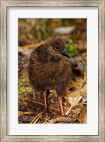 Framed New Zealand, Stewart Island, Ulva Island, Weka bird