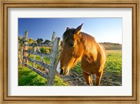 Framed New Zealand, South Island, Horse ranch, farm animal