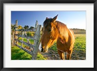 Framed New Zealand, South Island, Horse ranch, farm animal