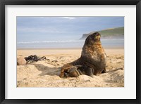 Framed Sea lions on beach, Catlins, New Zealand