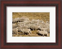 Framed Farm animals, Sheep herd, South Island, New Zealand