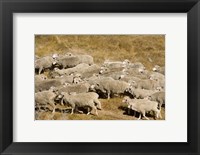 Framed Farm animals, Sheep herd, South Island, New Zealand