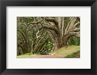 Framed Trees, Central Park, Auckland, New Zealand