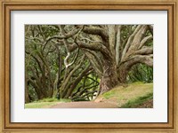 Framed Trees, Central Park, Auckland, New Zealand