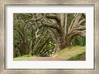 Framed Trees, Central Park, Auckland, New Zealand