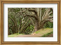 Framed Trees, Central Park, Auckland, New Zealand