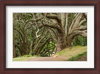 Framed Trees, Central Park, Auckland, New Zealand