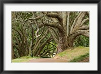 Framed Trees, Central Park, Auckland, New Zealand