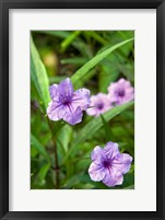 Framed Flowers, Antigua, West Indies, Caribbean