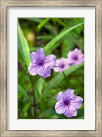 Framed Flowers, Antigua, West Indies, Caribbean