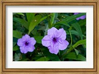 Framed Purple Flowers, Antigua, West Indies, Caribbean