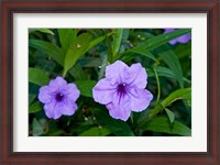 Framed Purple Flowers, Antigua, West Indies, Caribbean