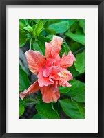 Framed Hibiscus Flowers, Antigua, West Indies, Caribbean