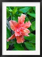 Framed Hibiscus Flowers, Antigua, West Indies, Caribbean