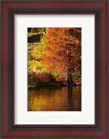 Framed Autumn colour in pond, Botanic Gardens, Dunedin, Otago, South Island, New Zealand