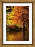 Framed Autumn colour in pond, Botanic Gardens, Dunedin, Otago, South Island, New Zealand