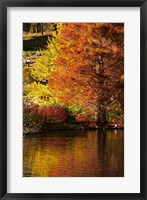 Framed Autumn colour in pond, Botanic Gardens, Dunedin, Otago, South Island, New Zealand