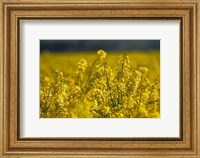 Framed Rapeseed Agriculture, South Canterbury, New Zealand