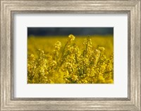 Framed Rapeseed Agriculture, South Canterbury, New Zealand
