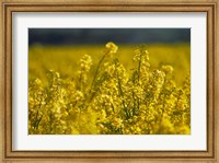 Framed Rapeseed Agriculture, South Canterbury, New Zealand