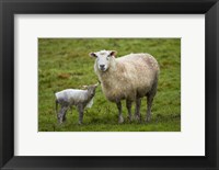 Framed Sheep and lamb, Taieri Plains, Otago, New Zealand
