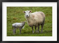 Framed Sheep and lamb, Taieri Plains, Otago, New Zealand