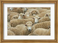 Framed Sheep, Catlins, South Otago, South Island, New Zealand