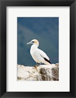 Framed New Zealand, Australasian gannet tropical bird