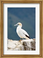 Framed New Zealand, Australasian gannet tropical bird