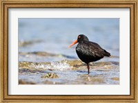 Framed New Zealand, Oystercatcher tropical bird