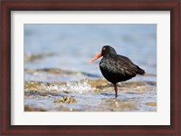 Framed New Zealand, Oystercatcher tropical bird