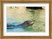 Framed New Zealand, South Island, Marlborough, Fur Seal