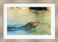 Framed New Zealand, South Island, Marlborough, Fur Seal