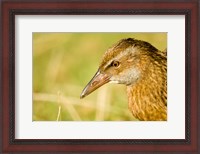 Framed New Zealand, South Island, Marlborough, Weka bird