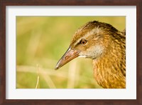 Framed New Zealand, South Island, Marlborough, Weka bird