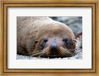 Framed New Zealand, South Island, Kaikoura Coast, Fur Seal