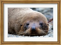 Framed New Zealand, South Island, Kaikoura Coast, Fur Seal