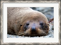 Framed New Zealand, South Island, Kaikoura Coast, Fur Seal