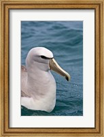 Framed New Zealand, South Island, Salvin's Albatross