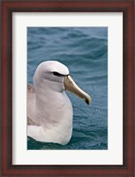 Framed New Zealand, South Island, Salvin's Albatross